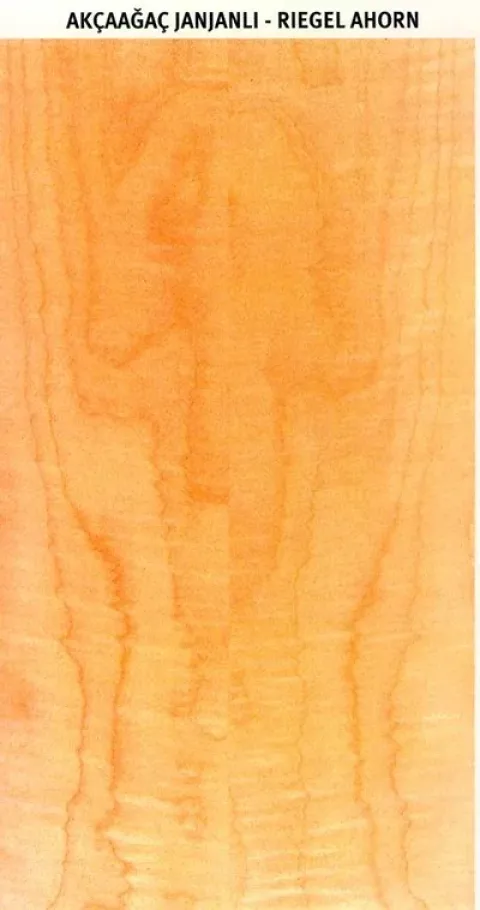 AKÇAAĞAÇ JANJANLI – RIEGELAHORN