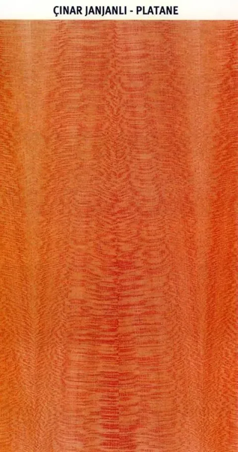 ÇINAR JANJANLI – PLATANE